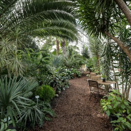 Unikatowa legnicka palmiarnia czeka na renowatorów