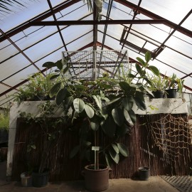 powiększ zdjęcie: Unikatowa legnicka palmiarnia czeka na renowatorów