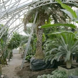powiększ zdjęcie: Rewitalizacja palmiarni i inne inwestycje w parku. Dbamy o nasze dziedzictwo