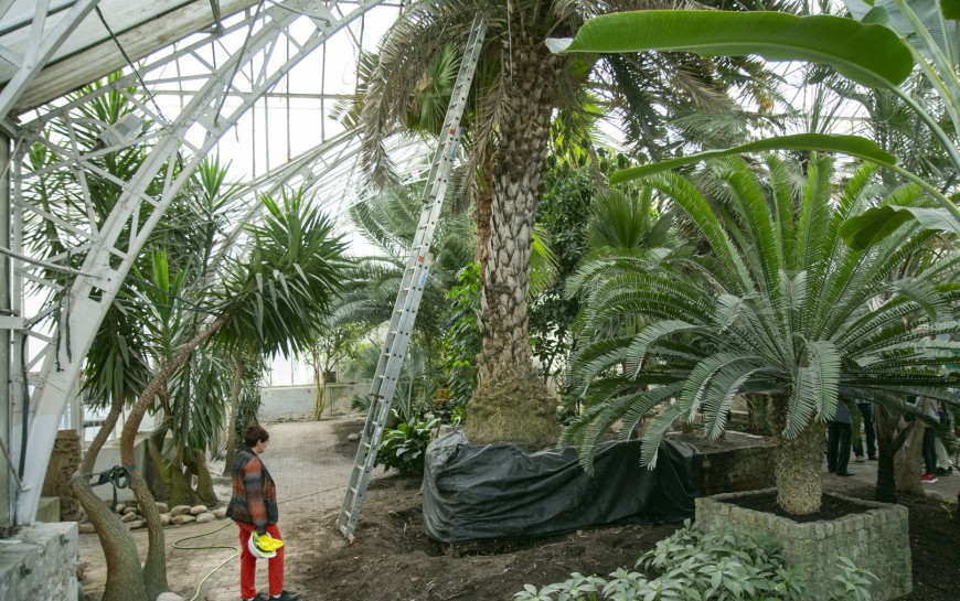 Rewitalizacja palmiarni i inne inwestycje w parku. Dbamy o nasze dziedzictwo