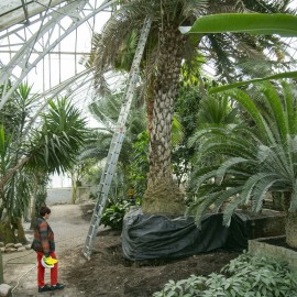 powiększ zdjęcie: Rewitalizacja palmiarni i inne inwestycje w parku. Dbamy o nasze dziedzictwo